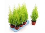 Limon servi 80-100 cm boy tüplü aşılı