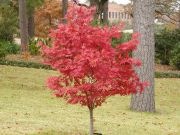 Acer Atropurpureum - Japon Akçaağacı (Kırmızı Yapraklı) 80-100 cm boy