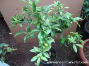 Kamkat - (Citrus fortunella) süs portakalı  fidanı 3 Yaş [TERAS -EV] - [Meyveli]
