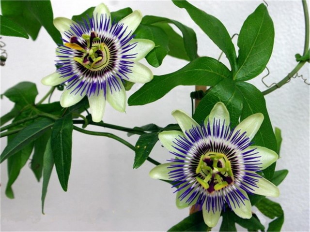 3 Yaş Passiflora (Çarkıfelek) saat çiçeği Fidanı