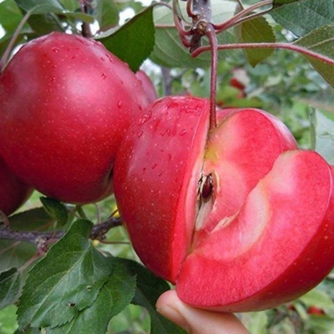3 Yaş Red Apple İçi Dışı Kırmızı Elma Fidanı