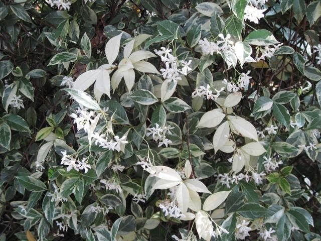 Alacalı Yıldız Yasemin [Trachelospermum jasminoides 'Variegata'] 70-100 cm boy NADİR