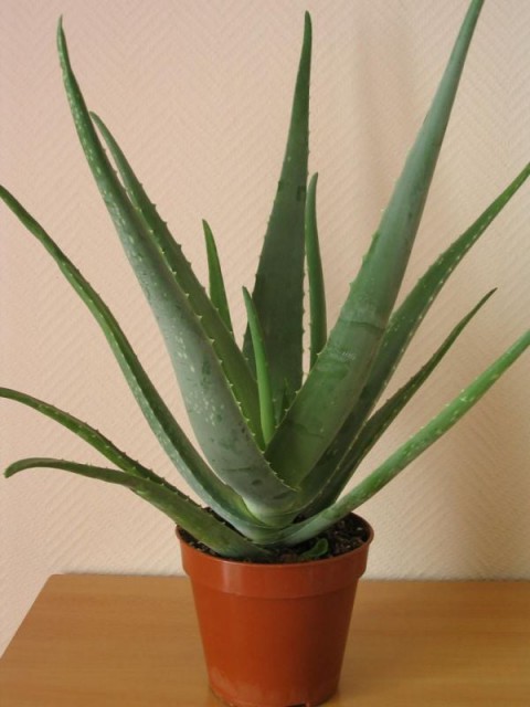 Aloe Vera Barbadensis (Şifalı) 1 Yaş