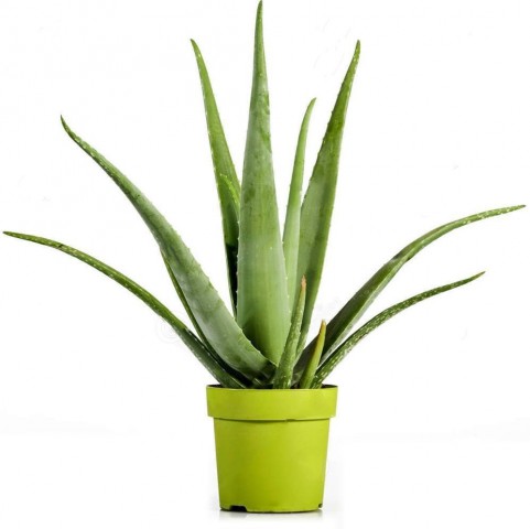 Aloe Vera Barbadensis (Şifalı) 20-30 cm