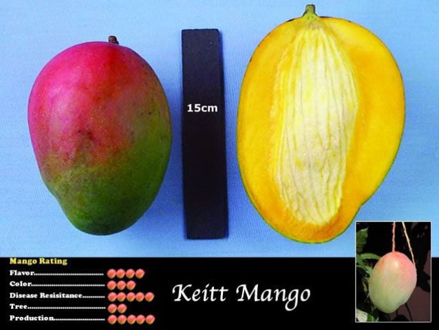 Aşılı Mango [KEİTT] fidanı 80-100 cm SINIRLI STOK