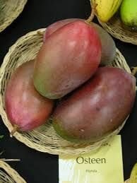 Aşılı Mango [OSTEEN] fidanı 80-100 cm SINIRLI STOK