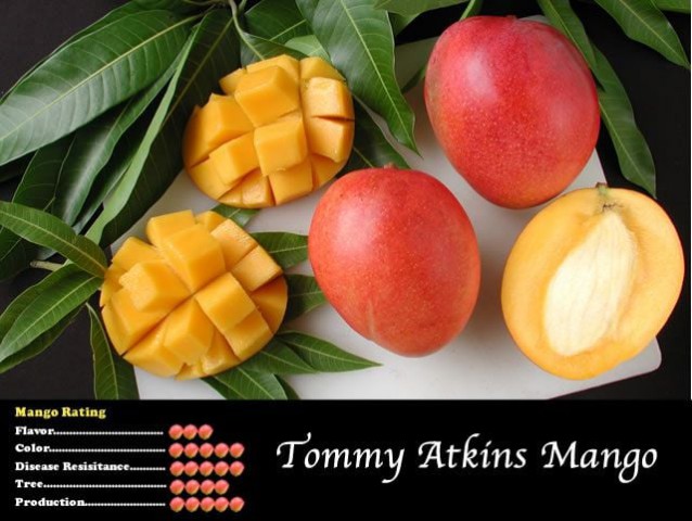 Aşılı Mango [TOMMY ATKİNS ] fidanı 80-100 cm SINIRLI STOK