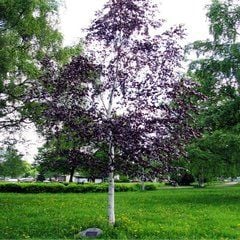 Betula pendula 'Purpurea' 30-50 cm