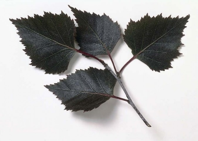 Betula pendula 'Purpurea' 30-50 cm