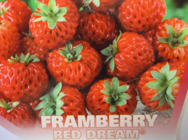 Çilek - framberry red dream fidesi saksıda