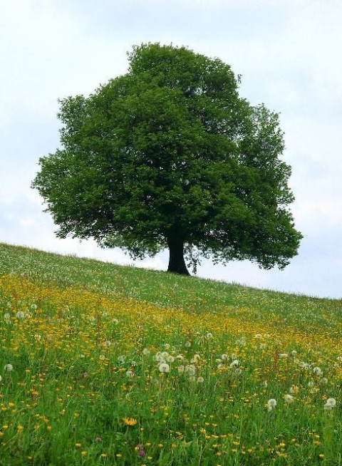 Dağ Üvezi [Sorbus Torminalis] Fidanı 100-130 cm