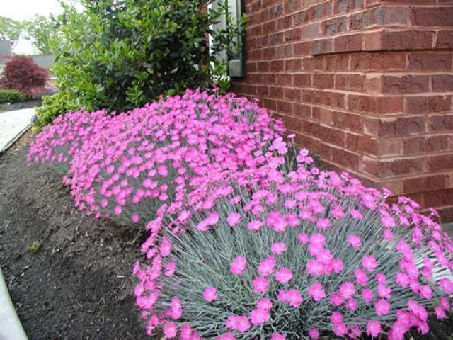 Dianthus (Bodur Çin Karanfil) saksıda