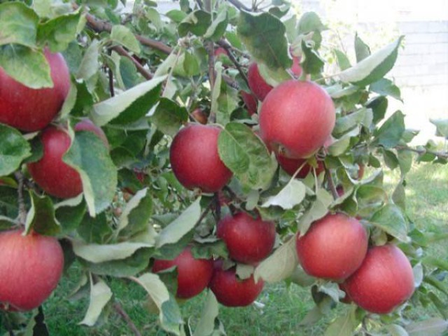 Elma Arapkızı 130-150 cm Tüplü