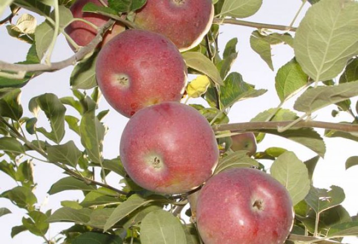 Elma Jersey mac 130-150 cm Tüplü