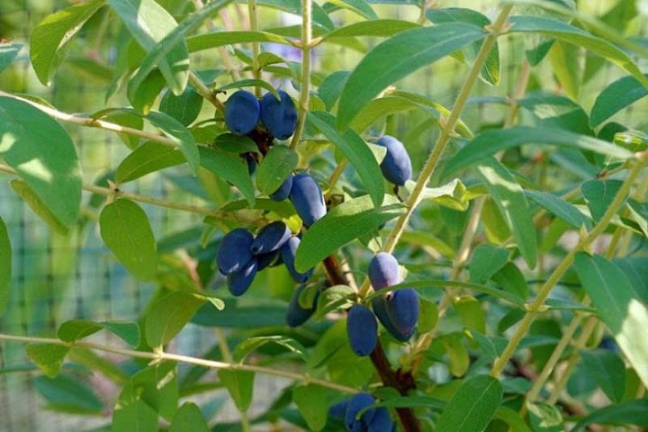 Honeyberry Jugano - Bal Yemişi 20-40 cm Boy