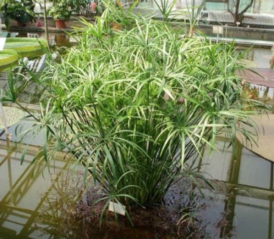 Japon şemsiyesi [Cyperus alternifolius] saksıda