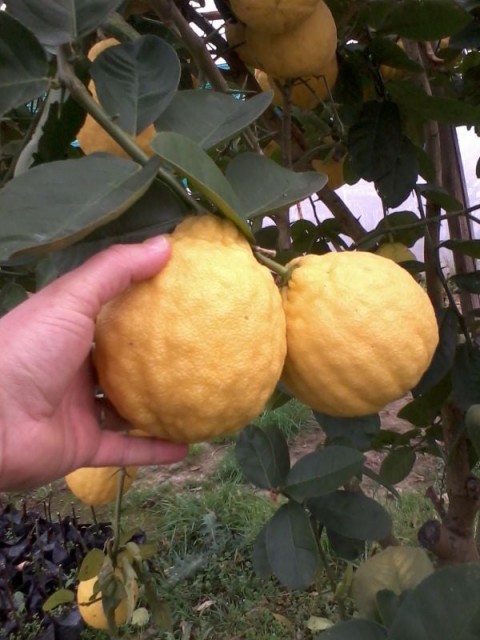 Jumbo Limon Fidanı 100-130 cm