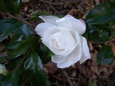 Kamelya (Camellia Japonica) Fidanı Beyaz Çiçekli 30-40 cm