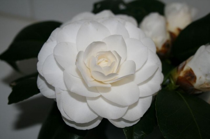 Kamelya (Camellia Japonica) Fidanı Beyaz Çiçekli 30-40 cm