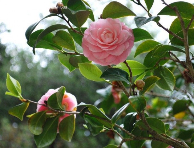 Kamelya (Camellia Japonica) Fidanı Pembe Çiçekli 70-100 cm