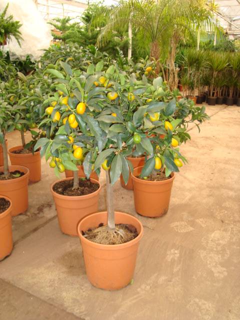 Kamkat -Süs Portakalı (Citrus fortunella) Tijli  İTHAL Bol Meyveli Fidan