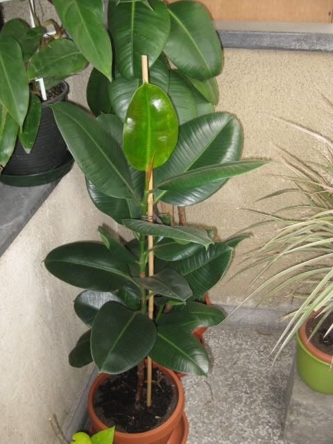 Kauçuk [Ficus elastica] 40-60 cm Boy