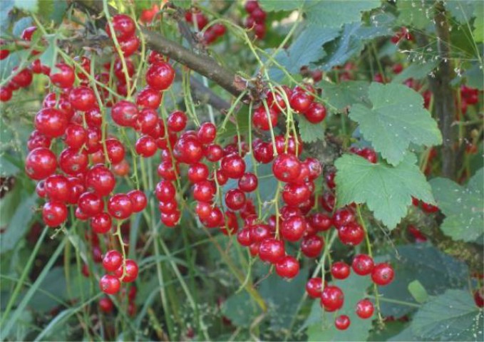 Kırmızı Meyveli Frenk Üzümü 30-60 cm Boyda