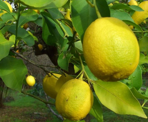 Kütdiken Limon Fidanı 100-130 cm