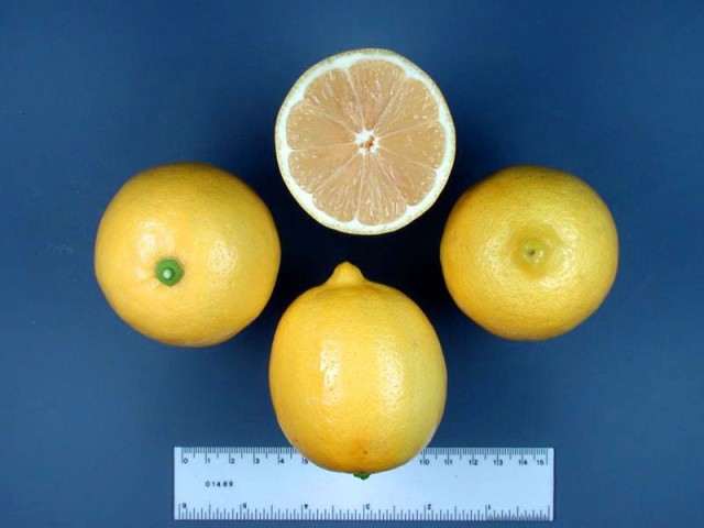 Kütdiken Limon Fidanı 100-130 cm