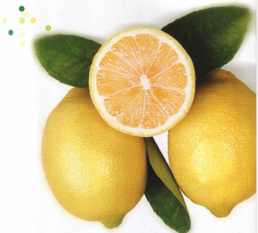 Limon Yediveren saksılı