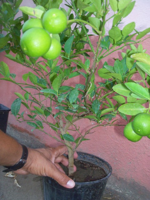 MEYVELİ Mexican Lime - [Citrus Aurantifolia] 4 yaş