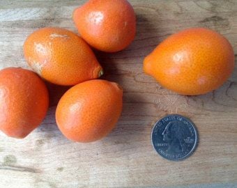 Mandarinquat Fidanı 70+ cm