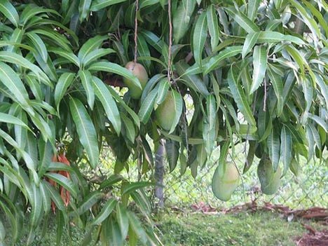 Mango  fidanı 50-80 cm boy