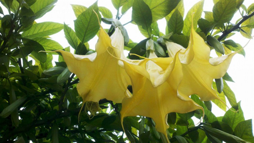 Melek Borusu (BRUGMANSİA) Pembe çiçekli 50-60 cm