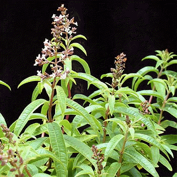 Melisa Limon otu Aloysia triphylla Fidanı 30-50 cm
