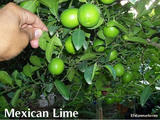 Mexican Lime - [Citrus Aurantifolia] 100-130 cm 2 yaş