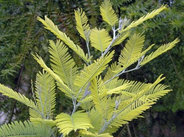 Mimoza / Gümüşi akasya (Acaccia dealbata) Fidanı 100-150 cm