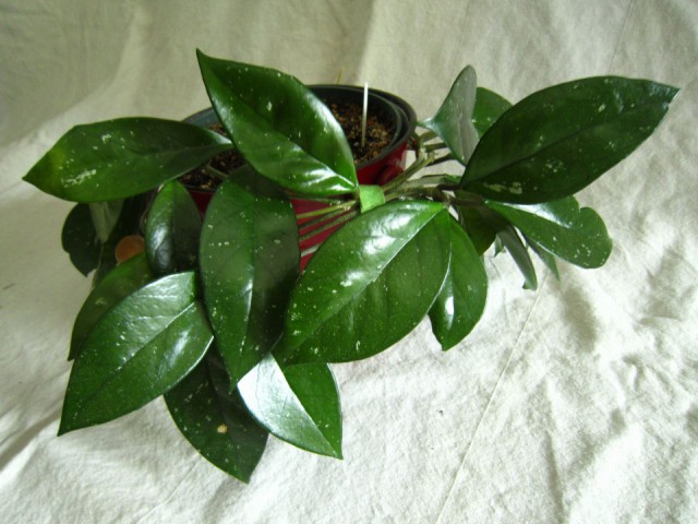 Mum Çiçeği ( Hoya Carnosa )  20-30 cm 2-3 Dallı