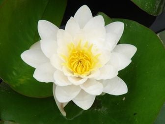 Nilüfer Beyaz Çiçekli [Virginalis] 1lt'lik saksıda