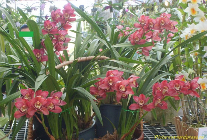 Orkide [Cymbidium] çiçeksiz