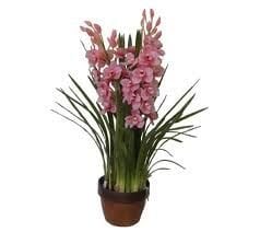 Orkide [Cymbidium] çiçeksiz