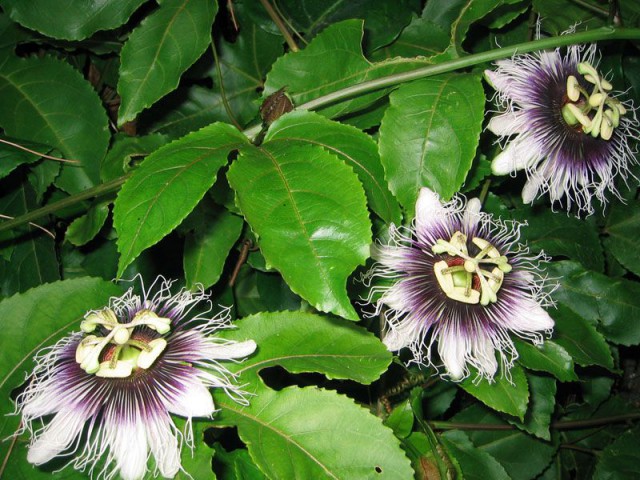 Passiflora Edulis (Maruçya) Fidanı