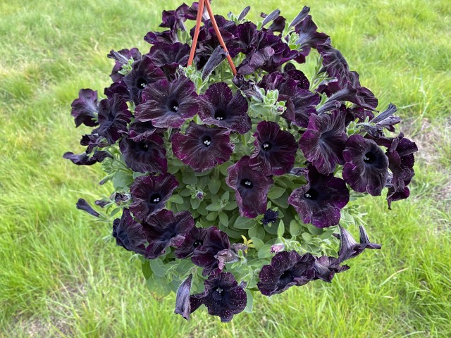 Petunya Siyah Çiçekli  Aaklıl Büyük Saksı