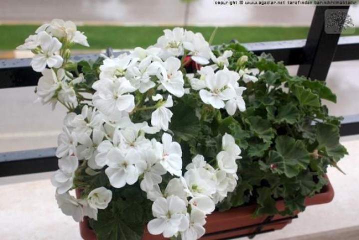 Sardunya [Beyaz] Çiçekli