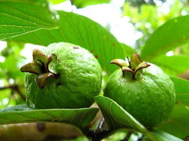 Sarı Guava (Psidium guajava) Fidanı