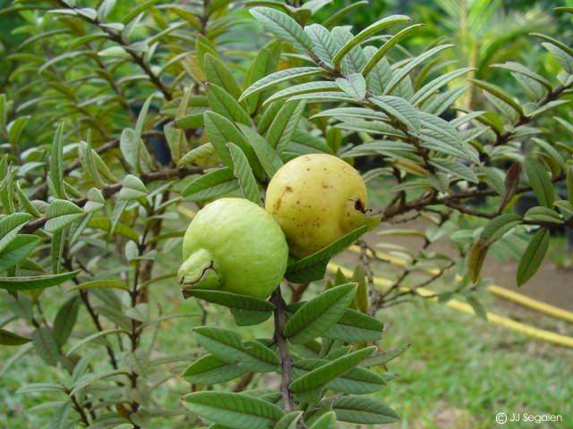 Sarı Guava (Psidium guajava) Fidanı