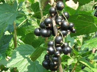 Siyah Meyveli Frenk Üzümü 30-60 cm Boyda