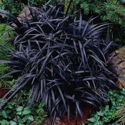 Siyah Osmanlı Çimi [Ophiopogon japonicus 'Nigrescens']