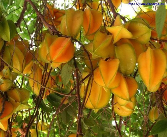 Star Fruit (Carambola) - Yıldız Meyvesi Fidesi 20-30 cm
