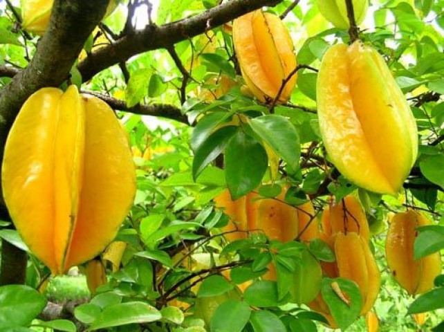 Star Fruit (Carambola) - Yıldız Meyvesi Fidesi 20-30 cm